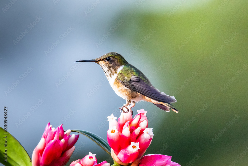 Fototapeta premium Blue hummingbird Violet Sabrewing flying next to beautiful red flower. Tinny bird fly in jungle. Wildlife in tropic Costa Rica. Two bird sucking nectar from bloom in the forest. Bird behaviour