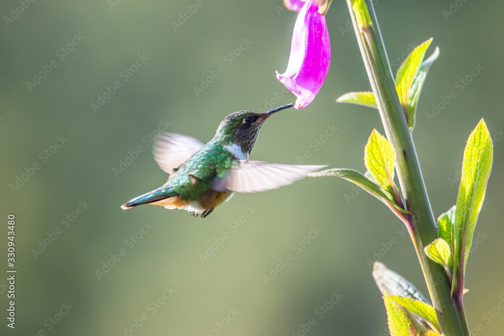 Fototapeta premium Blue hummingbird Violet Sabrewing flying next to beautiful red flower. Tinny bird fly in jungle. Wildlife in tropic Costa Rica. Two bird sucking nectar from bloom in the forest. Bird behaviour