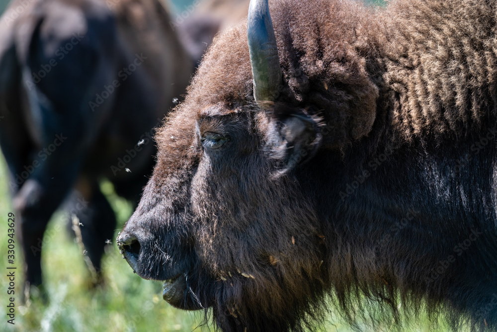 Fototapeta premium bisonte americano