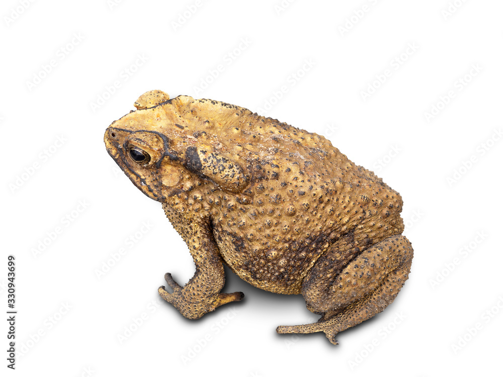 Asian Toad on white background. (clipping path) Asian Toad on white background. (clipping path)