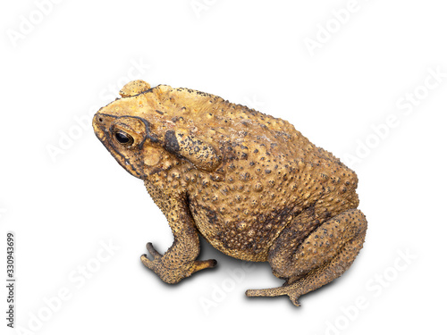  Asian Toad on white background. (clipping path)