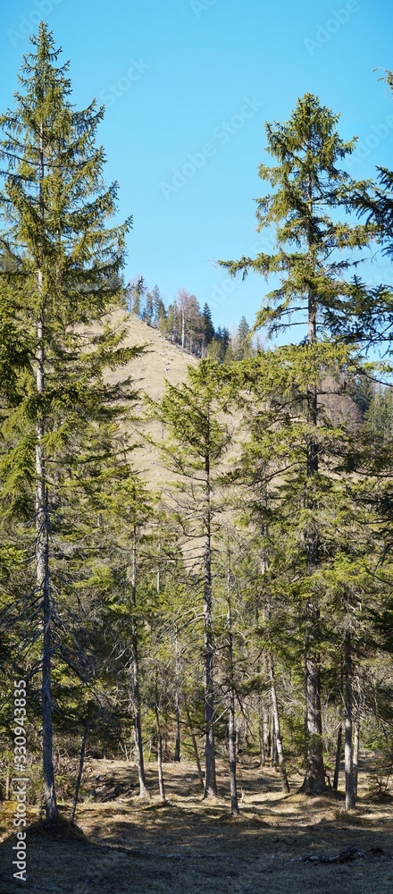 Fototapeta premium Schöner Kiefernwald bei Geitau