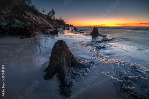 Fototapeta Naklejka Na Ścianę i Meble -  Martwy las