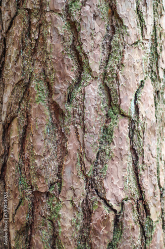 bark