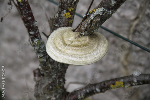Circular mushroom on a peach tree trunk