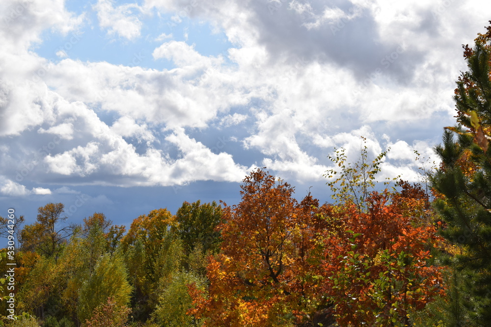 Fototapeta premium tree in autumn
