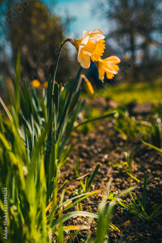 gardening, spring, flower