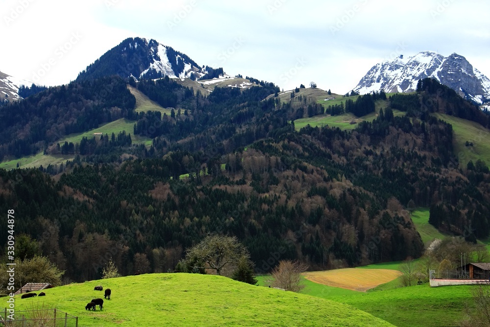 Scenic view of spring time landscape in Switzerland with green grass, mountain, pine forest and village. Nature and outdoor concept.