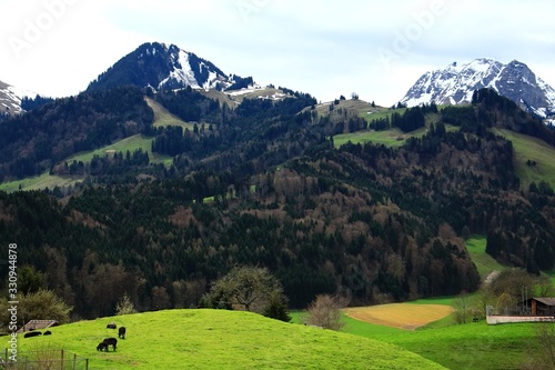 Scenic view of spring time landscape in Switzerland with green grass, mountain, pine forest and village. Nature and outdoor concept. © Aungsumol