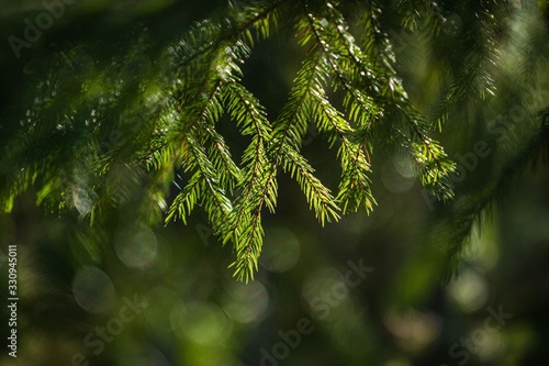 spruce branchs