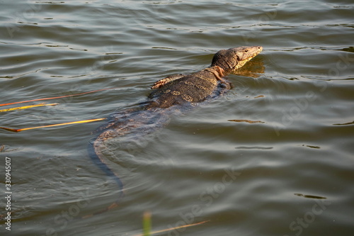 Back view of a monitor Lizard, Varanus timorensis is swimming in the river in sunny day . Animal and wildlife concept. Soft focus. © Aungsumol
