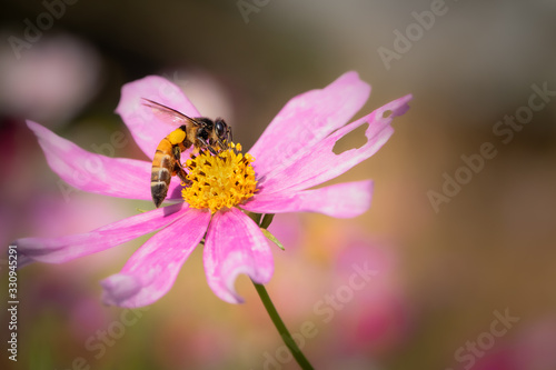 bee or honeybee sitting on a pink daisy flower collecting nectar © binoyphotofolio
