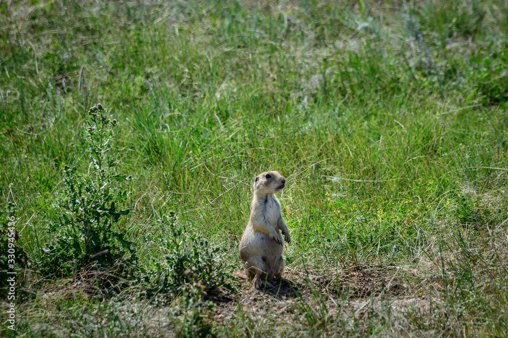 Fototapeta premium cane della prateria