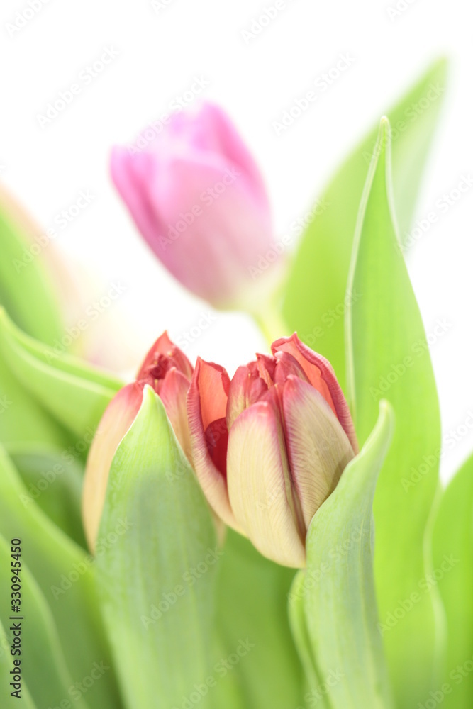 Naklejka premium tulipany