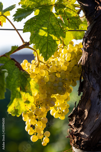 Prosecco white grapes on a vineyard befor harvesting in Valdobbiadene hills. Veneto. Italy