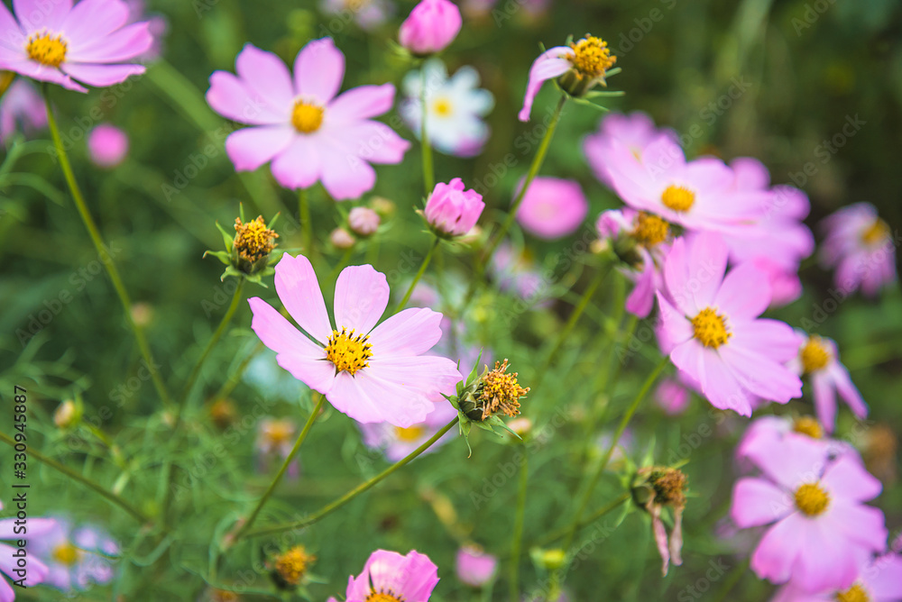 Beautiful purple cosmos flowers Beautiful purple cosmos flowers