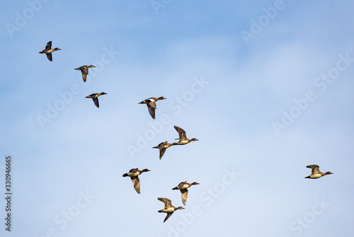 Flock of ducks flying in the sky.