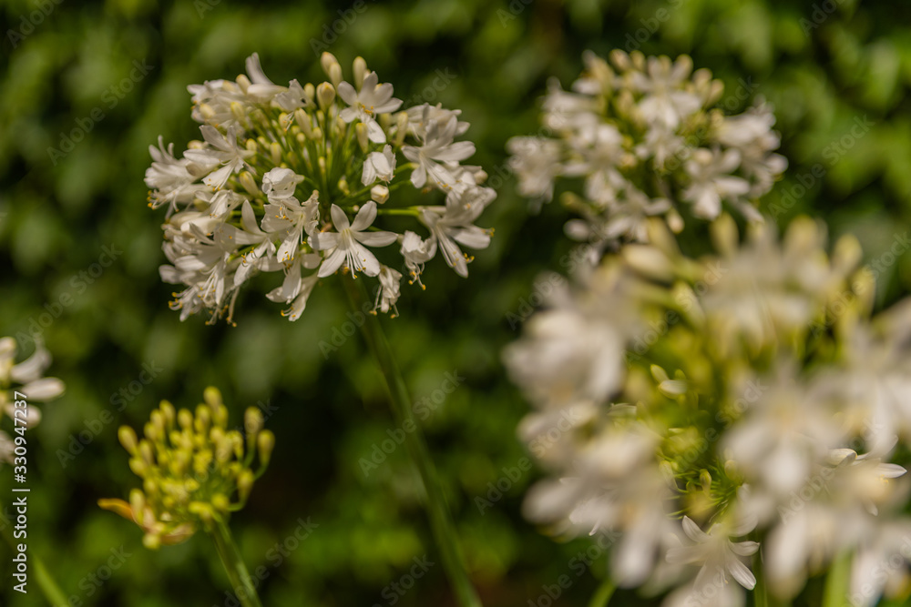 White flower detail, detail of the inflorescence White flower detail, detail of the inflorescence