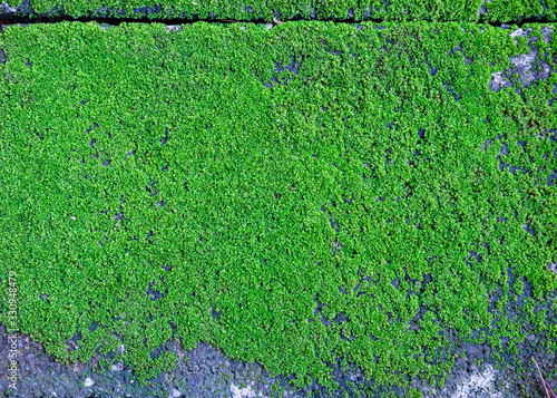 Wallpaper Mural moss surface background on floor Torontodigital.ca
