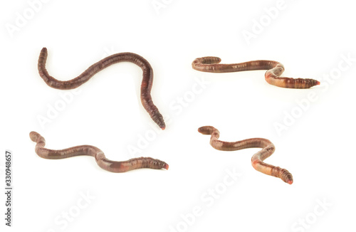 red worm or earthworm isolated on white background