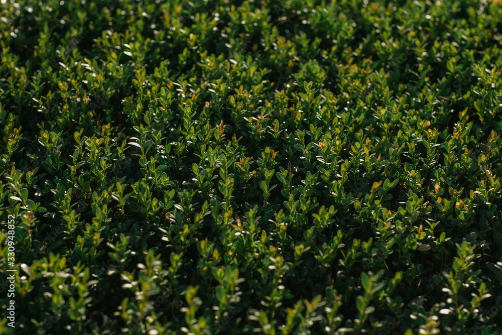 background texture of a green bush with small leaves background texture of a green bush with small leaves