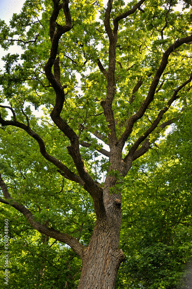Fototapeta premium oak