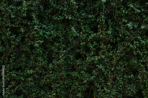 background texture of a green bush with small leaves