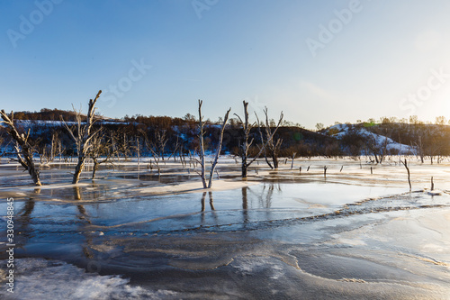 Dry trunks sticking out of the frozen ice river surface in cold winter