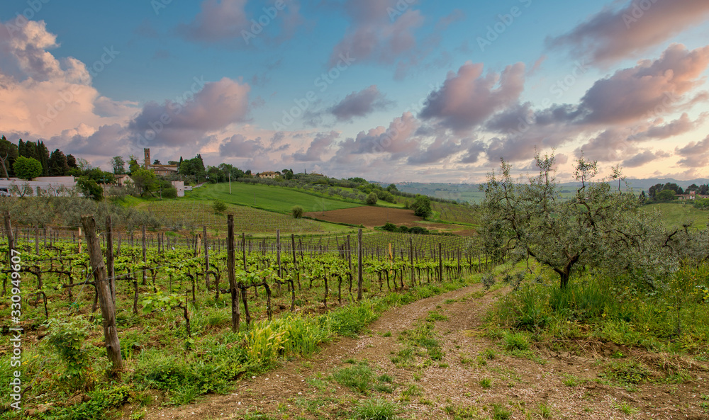 A lush, green grape orchard in Tuscany, Italy