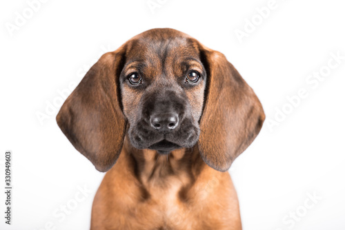 Cute brown puppy studiophoto of a dog with white background 
