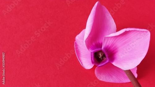 Pink cyclamen flower on a red background. A tender plant is ripped off. Petals turned back, brown stalk, dark core at the flower photo