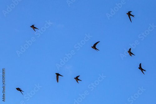 A flock of flying black swifts. Common Swift (Apus apus).