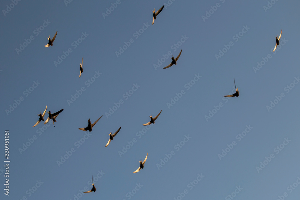 A flock of flying black swifts. Common Swift (Apus apus). A flock of flying black swifts. Common Swift (Apus apus).