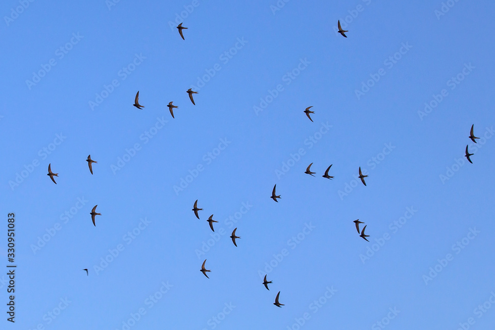 A flock of flying black swifts. Common Swift (Apus apus). A flock of flying black swifts. Common Swift (Apus apus).
