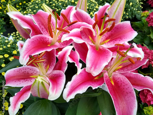 Lilium 'Starlight Express' photo