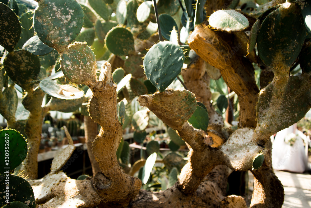 large cacti in greenhouse background texture large cacti in greenhouse background texture