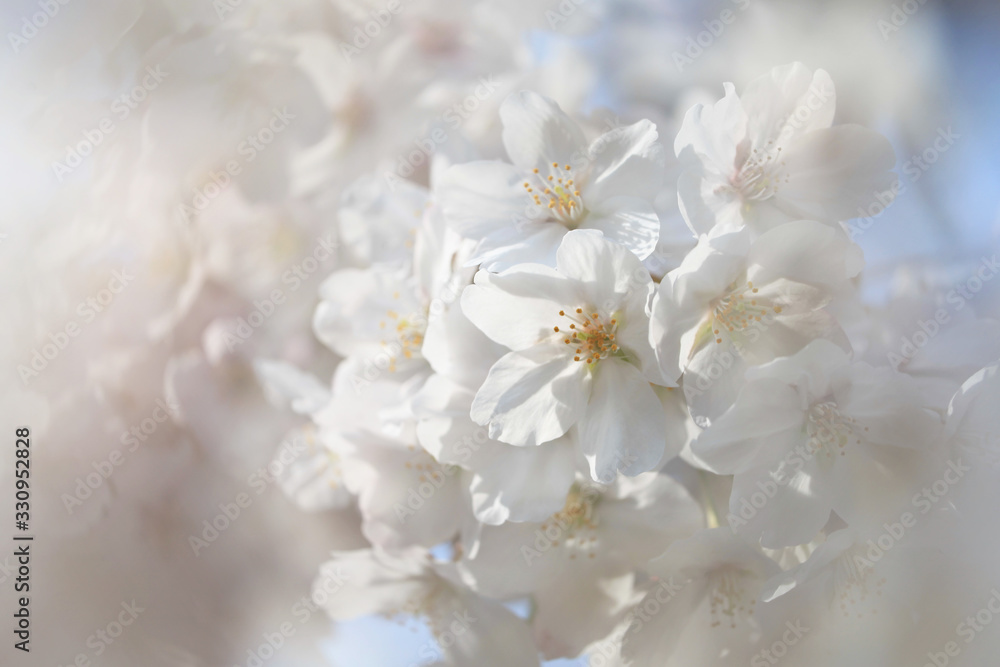 桜の花(ソメイヨシノ) 桜の花(ソメイヨシノ)