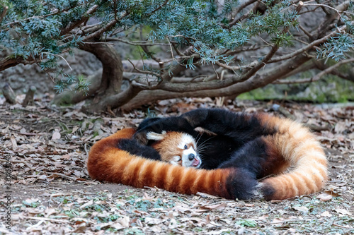 レッサーパンダ photo