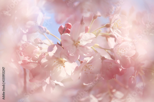 桜の花（ジンダイアケボノ）	