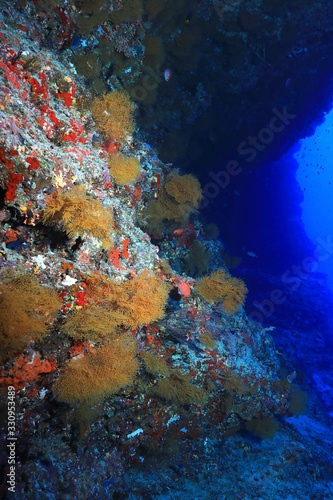 Fototapeta Naklejka Na Ścianę i Meble -  Colony of small yellow fan corals