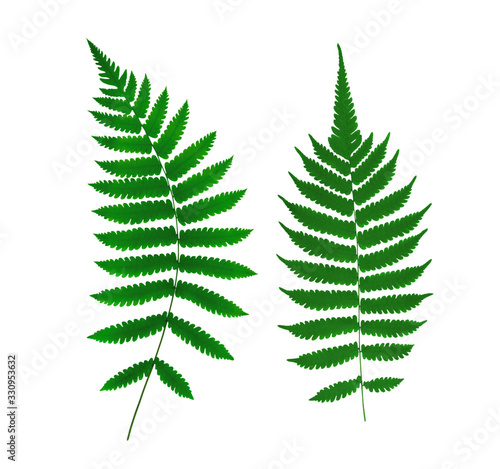 fern leaf isolated