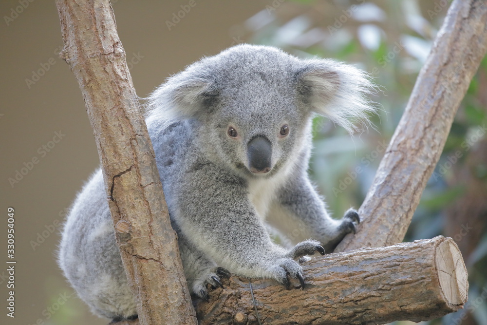 Obraz premium コアラ