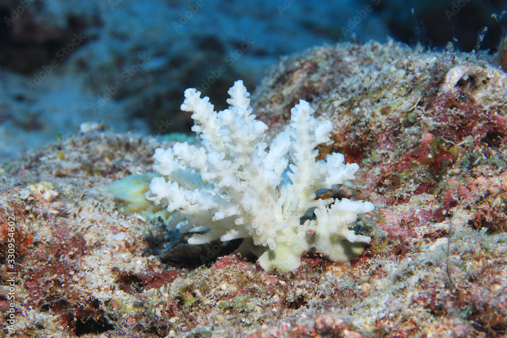 Dying stony coral Dying stony coral