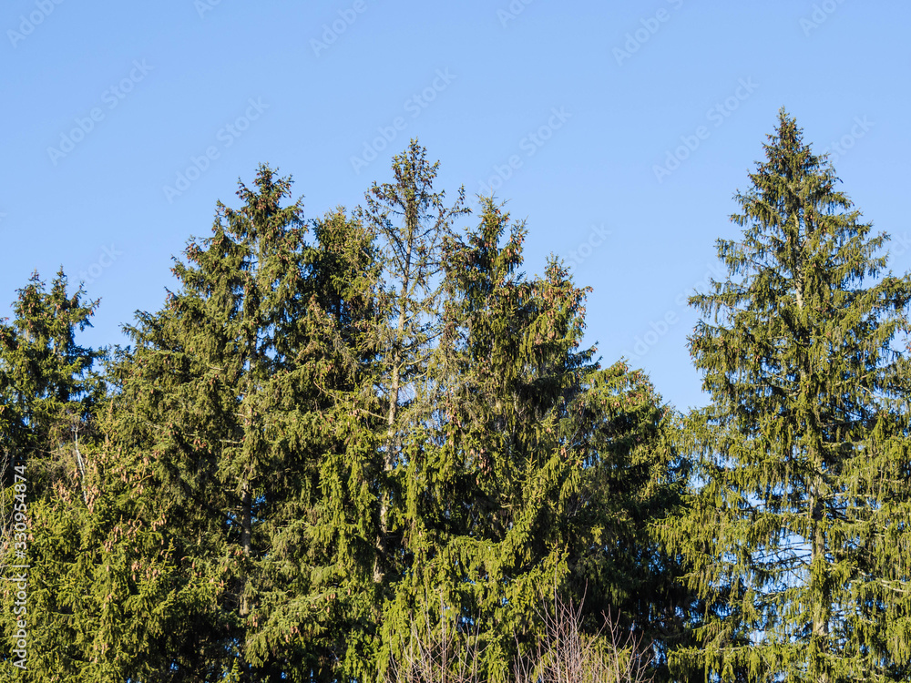 Tall green spruce branches with cones on a background of blue sky Tall green spruce branches with cones on a background of blue sky
