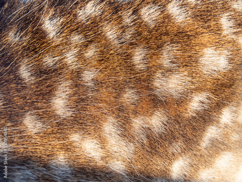 Texture beautiful nature deer animal body skin and fur samples with brown and white color spots for background