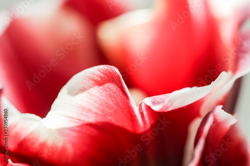 Fototapeta Naklejka Na Ścianę i Meble -  Abstract floral background, red tulip flower petals. Macro flowers backdrop for holiday brand design
