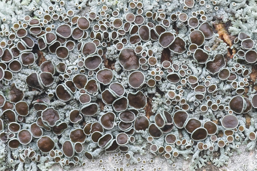 Physcia aipolia, known as Hoary Rosette Lichen, a lichenized fungus from Finland photo