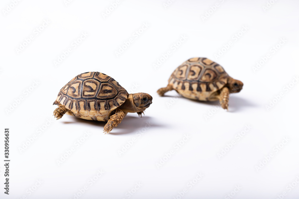 Obraz premium tortugas recien nacidas sobre un fondo blanco