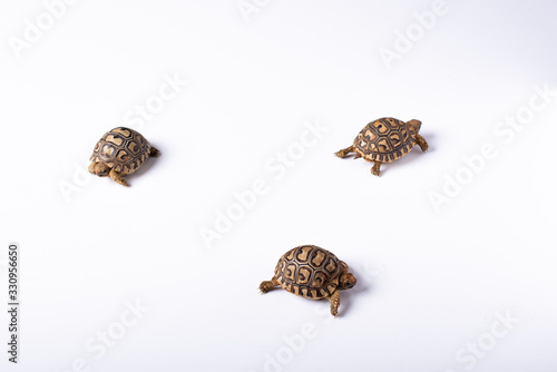 tortugas recien nacidas sobre un fondo blanco