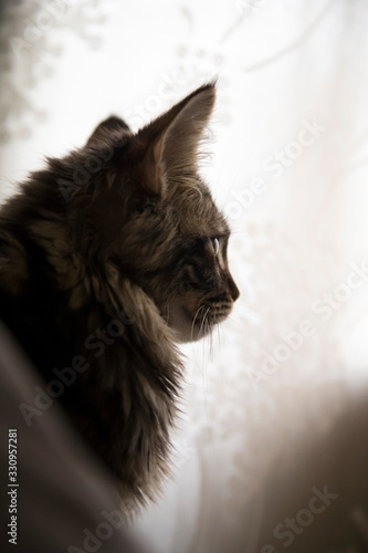 Portrait of a maine coon cat in profile.
